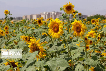 Iran : ferme de fleurs de tournesol au Khorasan du Nord