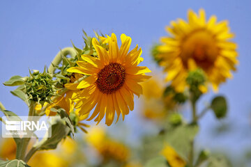 Iran : ferme de fleurs de tournesol au Khorasan du Nord