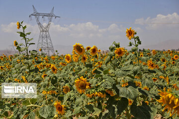 Iran : ferme de fleurs de tournesol au Khorasan du Nord