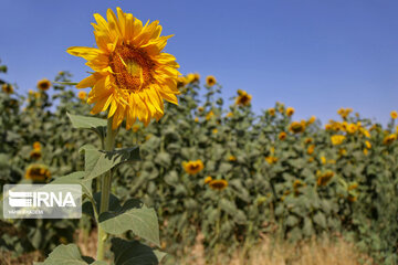 Iran : ferme de fleurs de tournesol au Khorasan du Nord