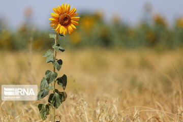 Iran : ferme de fleurs de tournesol au Khorasan du Nord