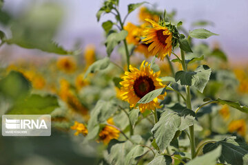 Iran : ferme de fleurs de tournesol au Khorasan du Nord