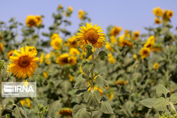 Iran : ferme de fleurs de tournesol au Khorasan du Nord