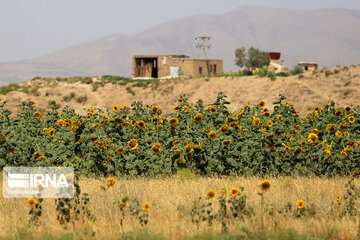 Iran : ferme de fleurs de tournesol au Khorasan du Nord