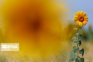 Iran : ferme de fleurs de tournesol au Khorasan du Nord