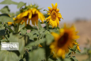 Iran : ferme de fleurs de tournesol au Khorasan du Nord