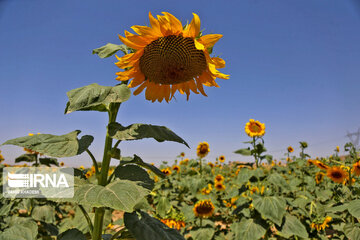 Iran : ferme de fleurs de tournesol au Khorasan du Nord