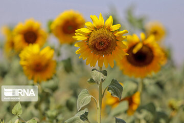 Iran : ferme de tournesol au Khorasan du Nord