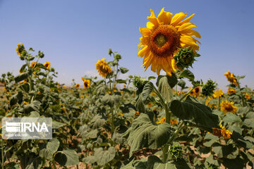 Iran : ferme de fleurs de tournesol au Khorasan du Nord