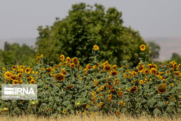 Iran : ferme de fleurs de tournesol au Khorasan du Nord