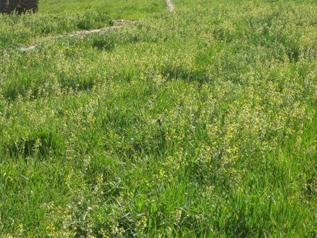 مَنداب، گیاه علوفه‌ای سازگار با اقلیم کویری بافق