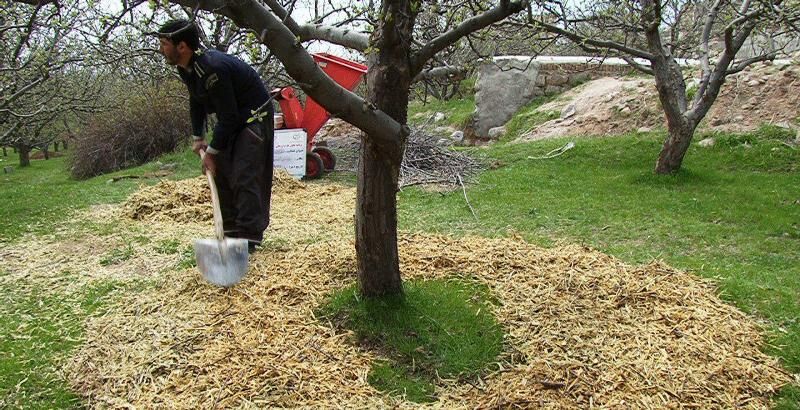 باغداران خراسان شمالی برای جلوگیری از تبخیر آب مالچ طبیعی ایجاد کنند