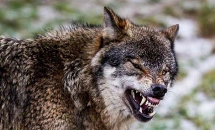 محیط زیست کبودراهنگ زنده‌گیری گرگ را در دستورکار قرار داد