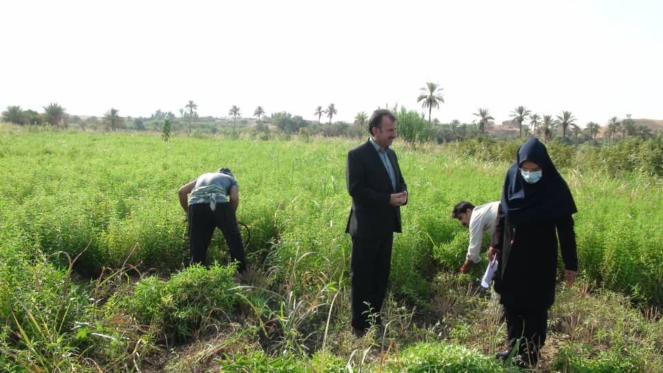 برداشت گیاه دارویی «به لیمو» از مزارع قصرشیرین آغاز شد