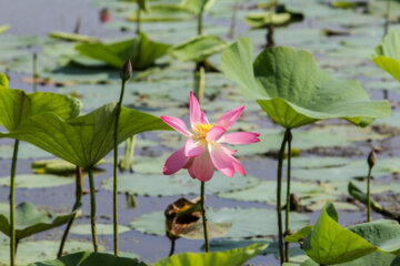 Hermosas flores de loto indias en el norte de Irán