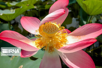 Le lotus indien dans le zones humides de Guilan