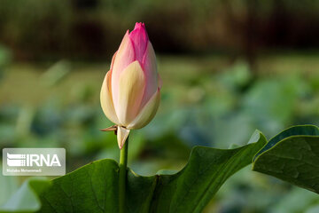 Le lotus indien dans le zones humides de Guilan