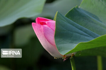 Le lotus indien dans le zones humides de Guilan