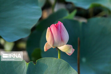 Le lotus indien dans le zones humides de Guilan