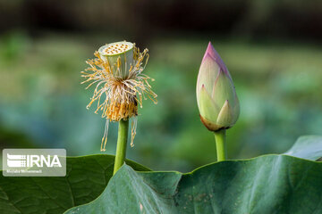 Le lotus indien dans le zones humides de Guilan