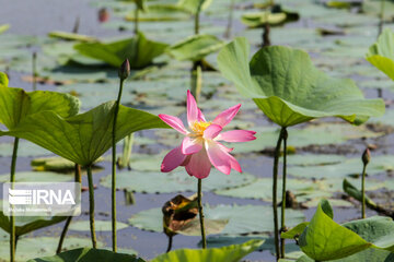 Hermosas flores de loto indias en el norte de Irán