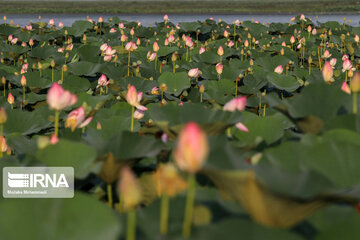 Hermosas flores de loto indias en el norte de Irán