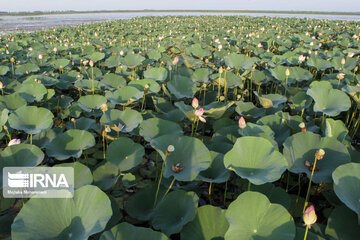 Hermosas flores de loto indias en el norte de Irán