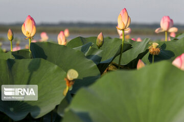 Hermosas flores de loto indias en el norte de Irán