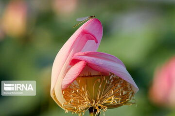 Hermosas flores de loto indias en el norte de Irán