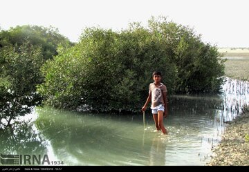 نوجوانان کانون پرورش فکری هرمزگان آنلاین به دل جنگل‌های حرا رفتند