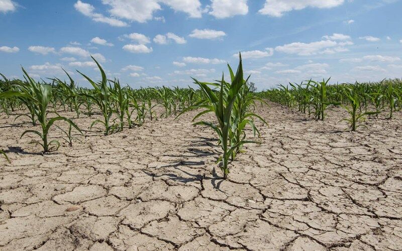 خشکسالی بیش از ۹۸۷میلیارد ریال به بخش کشاورزی اسفراین خسارت زد