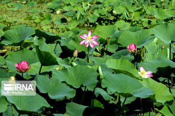 Indian Lotus