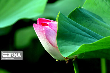 Indian Lotus