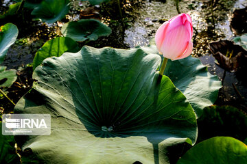 Indian Lotus