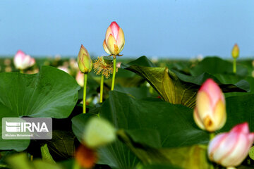 Indian Lotus