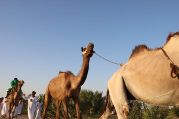 بازسازی واقعه غدیر در خور و بیابانک