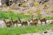 نزدیک شدن حیات وحش به آبادی در پی خشکسالی