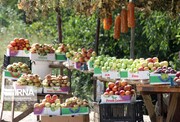 ۸۱۵ هزار تن انواع محصولات باغی در استان همدان برداشت می‌شود