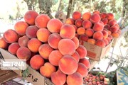 ۹۱۳ هزار تن محصولات باغی در استان همدان تولید شد