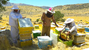 برداشت عسل "چهل گیاه" در استان بوشهر آغاز شد