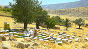 استان سمنان تولیدکننده ۴۵۰ تن عسل در سال است