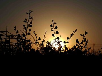 لگجی، میوه ای ناشناخته اما پرخاصیت در بوشهر