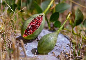 بوشهر / لگجی، میوه ای پرخاصیت