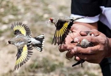 ۴۰ قطعه سهره طلایی از دام صیادان آستارا آزاد شدند