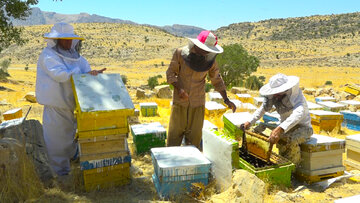 برداشت عسل "چهل گیاه" در استان بوشهر آغاز شد