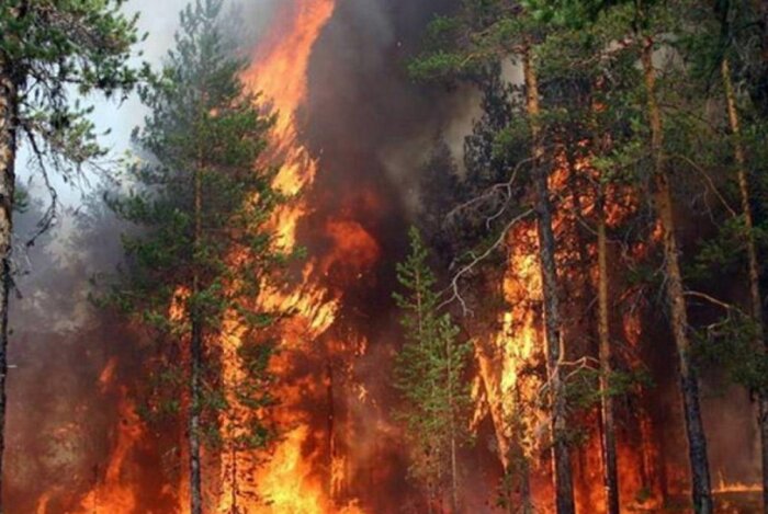 بروز آتش سوزی در یک منطقه جنگلی آذربایجان در مرز ایران