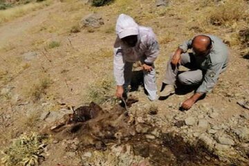لاشه یک قلاده خرس قهوه‌ای در مریوان کشف شد