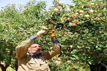۲ هزار هکتار از باغ‌های سمیرم به سیب گلاب اختصاص دارد