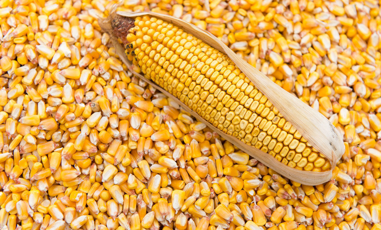 ۲۵۶ تن ذرت احتکار شده در یزد کشف شد