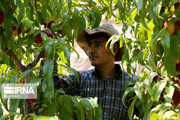 Hand picking nectarines in Iran